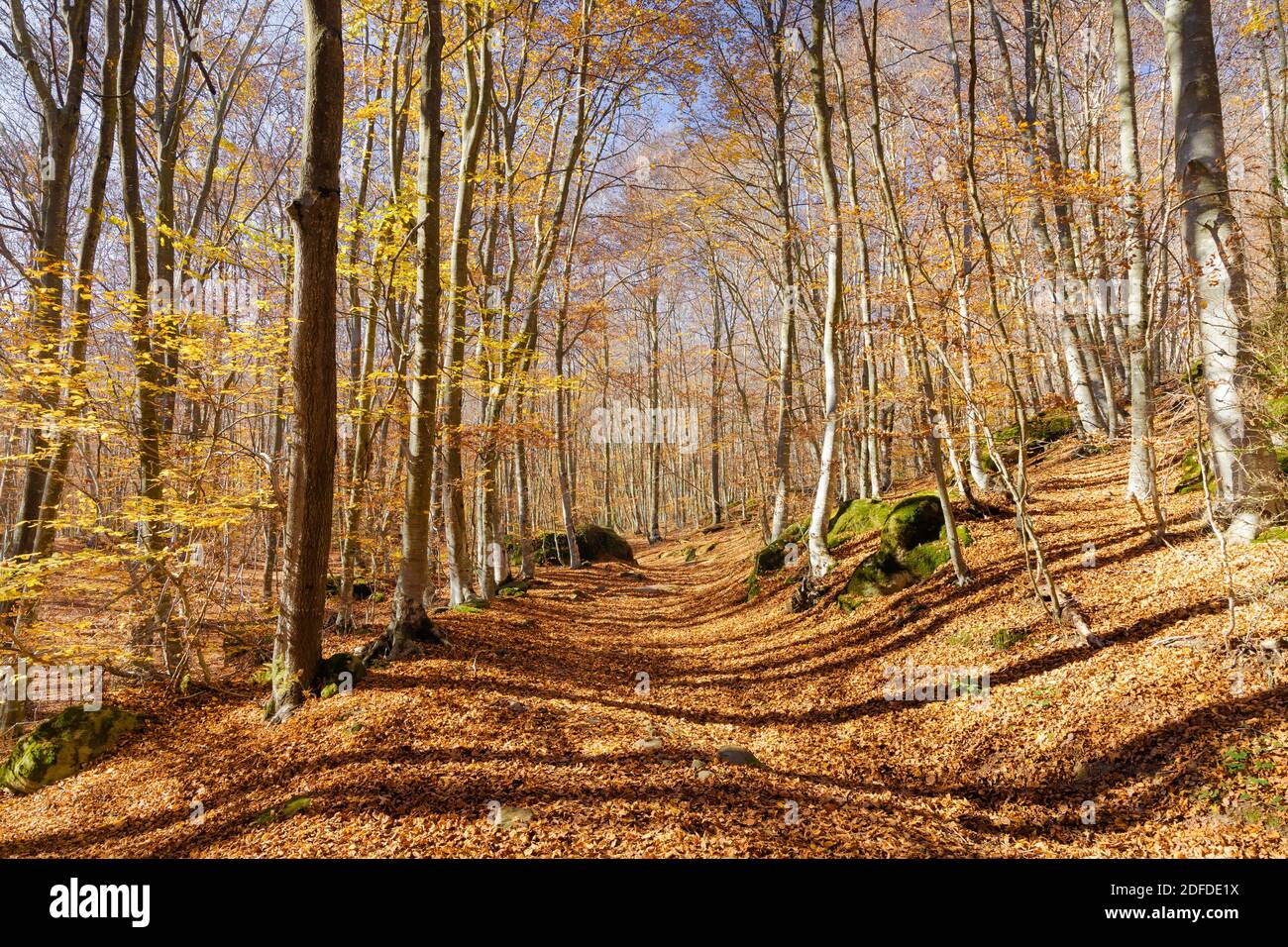 Faggeta in autunno quando le foglie si trasformano ocra, situato nel Santuario de la Salud, la Garottxa, Catalogna, Spagna Foto Stock