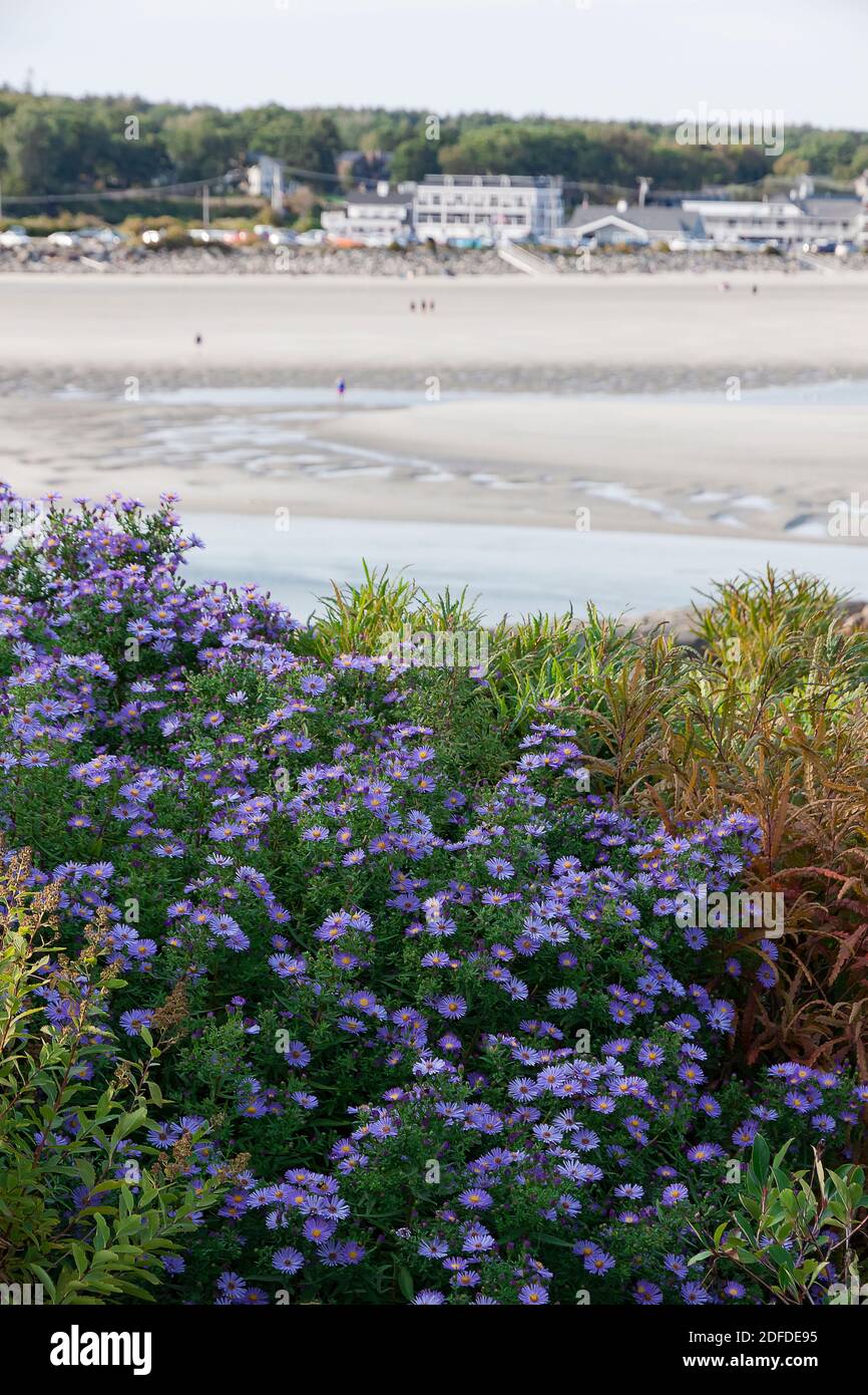 Gli asters viola che crescono lungo la via marginale e che si affacciano su Ogunquit Beach nel Maine. Foto Stock