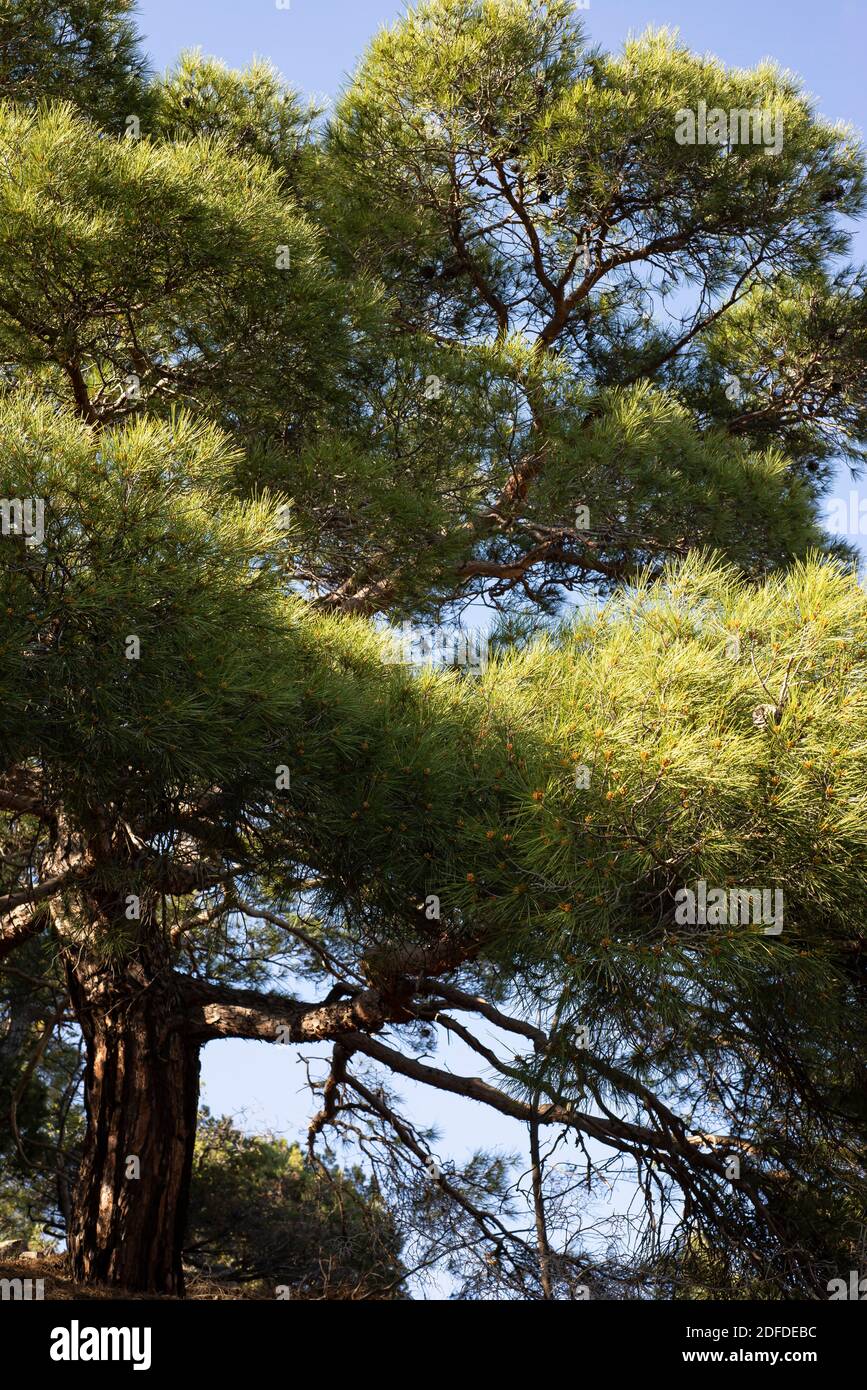 Pino Stankevich contro il cielo blu. Aghi verdi grandi, rami forti e coni piccoli. Foto Stock