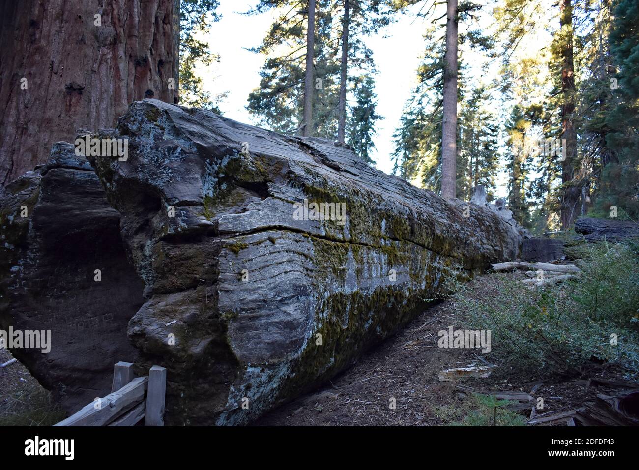 Il Monarca caduto. Un gigantesco albero di sequoia caduto (Sequoiadendron giganteum), l'area di Grant Grove del Kings Canyon National Park, California Foto Stock