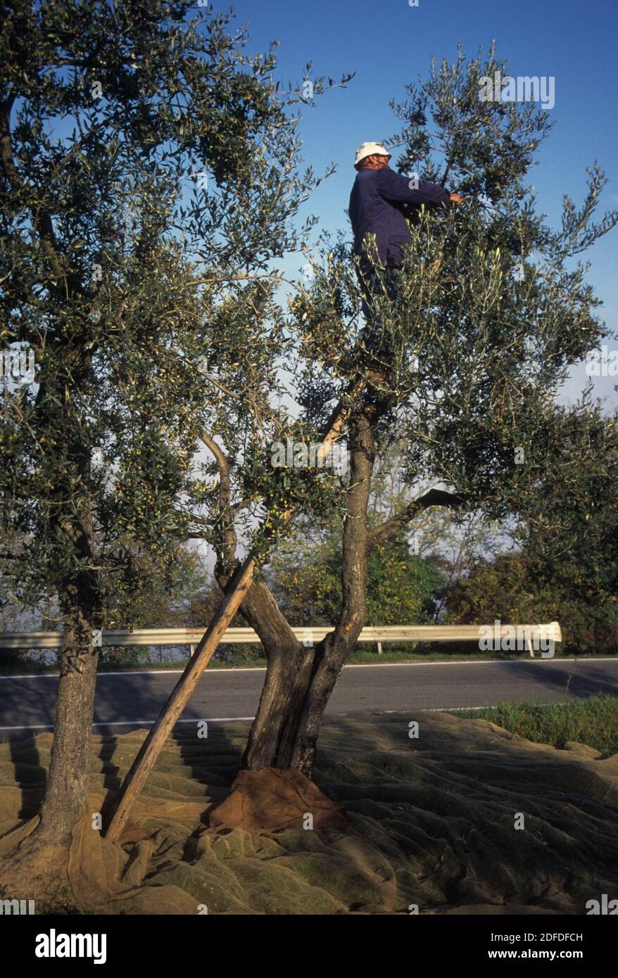 Produzione di olive e olio d'oliva, Umbria, Italia centrale Foto Stock