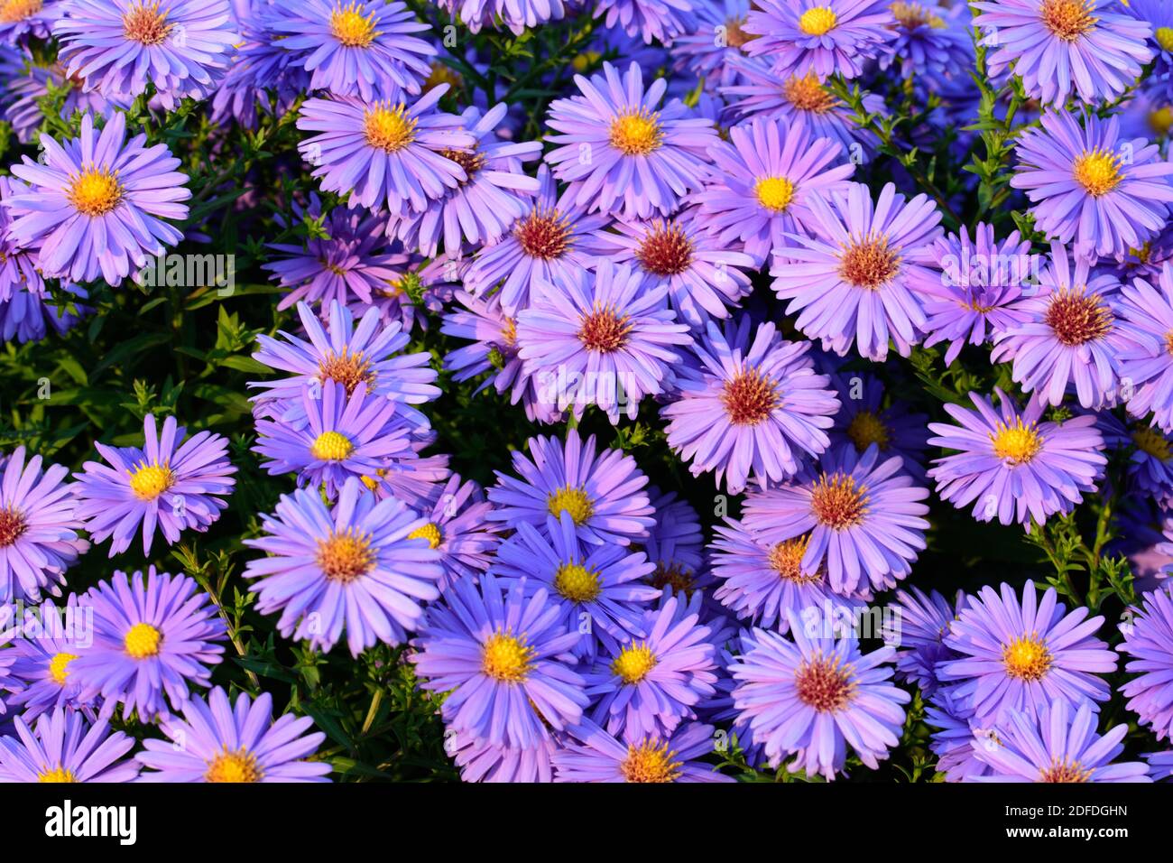 L'astro è una bellezza molto versatile del giardino. Il perenne e duro perenne è popolarmente conosciuto come autunno astro Foto Stock