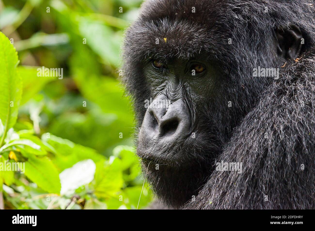 Ritratto femminile di Gorilla al Parco Nazionale dei Vulcani, Parco Nazionale di Virunga, Ruanda, Africa Foto Stock