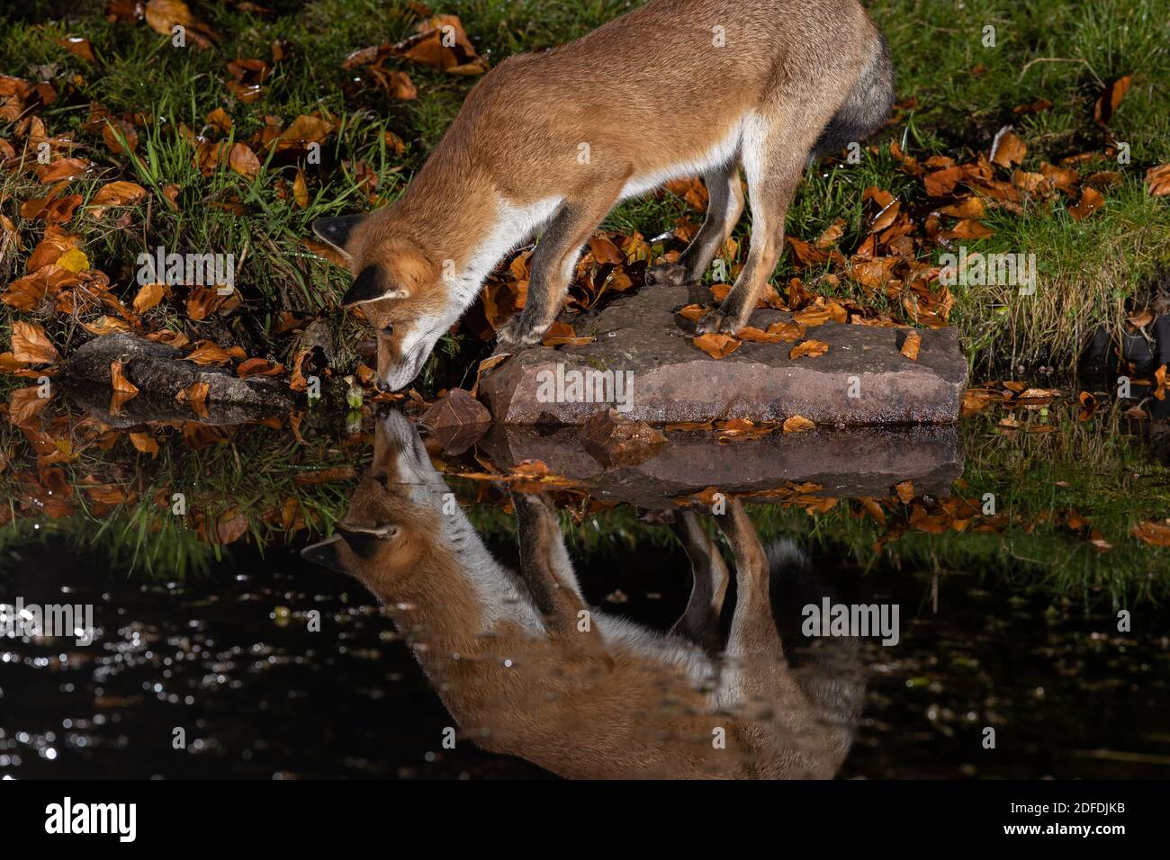 Volpe rossa in una zona urbana che beve da uno stagno Foto Stock