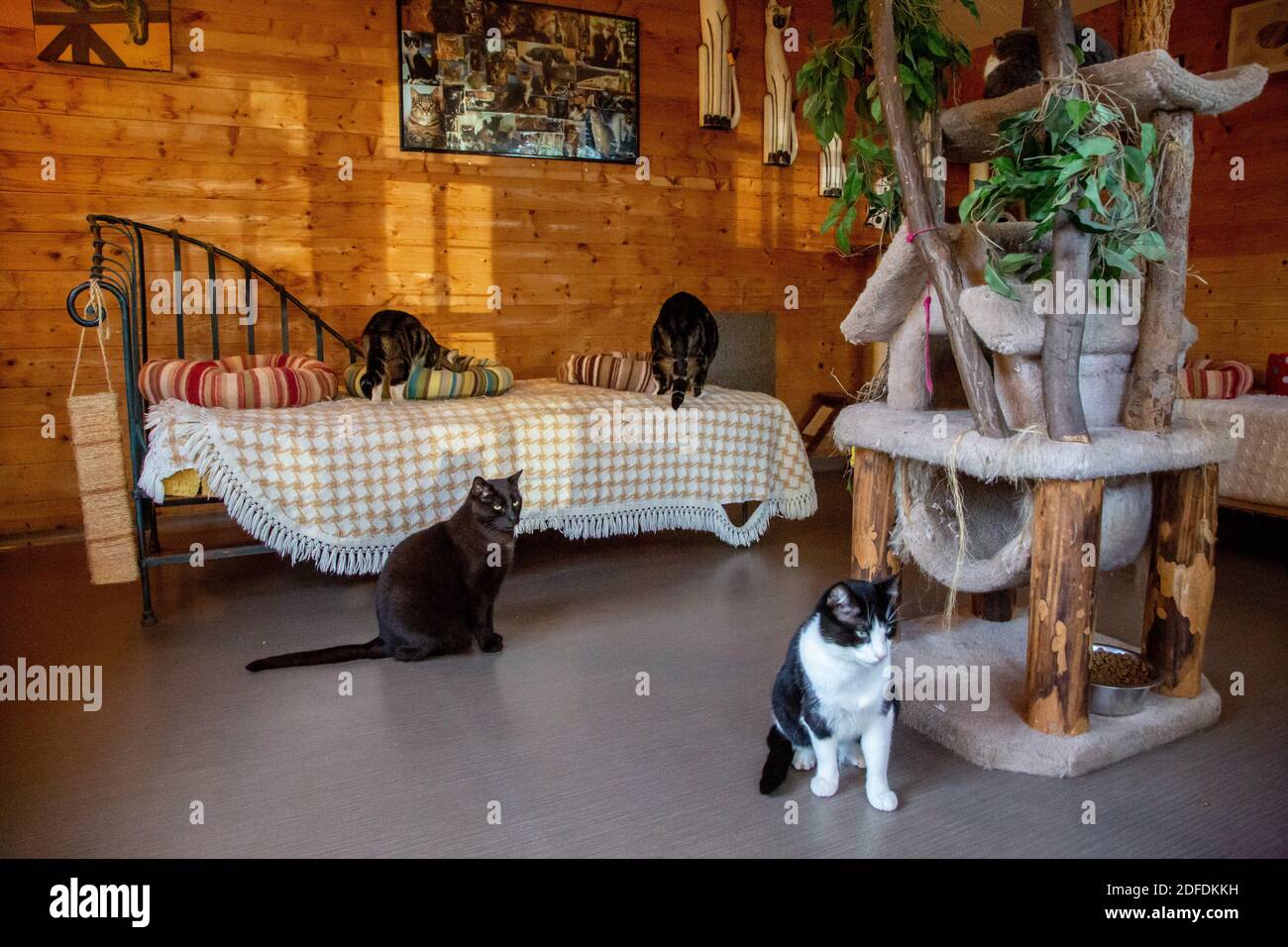 PENSIONE E RIFUGIO PER ANIMALI DOMESTICI (CANI E GATTI), LA CHAPELLE-FORTIN (28), FRANCIA Foto Stock