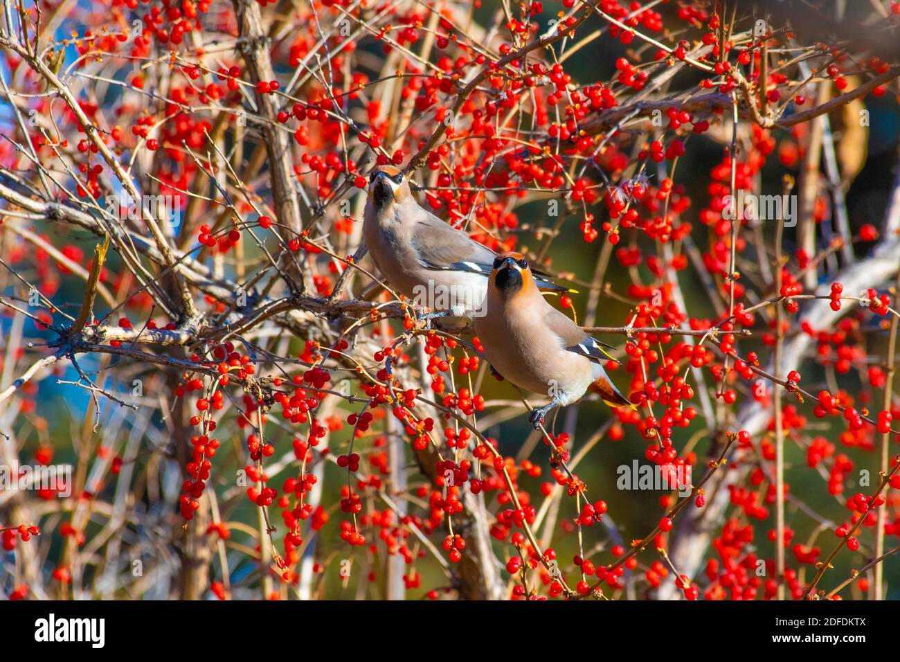 Qiqihar. 3 Nov 2020. Foto scattata il 3 novembre 2020 mostra gli uccelli di waxwing a Qiqihar, provincia di Heilongjiang nella Cina nord-orientale. Credit: Wang Yonggang/Xinhua/Alamy Live News Foto Stock