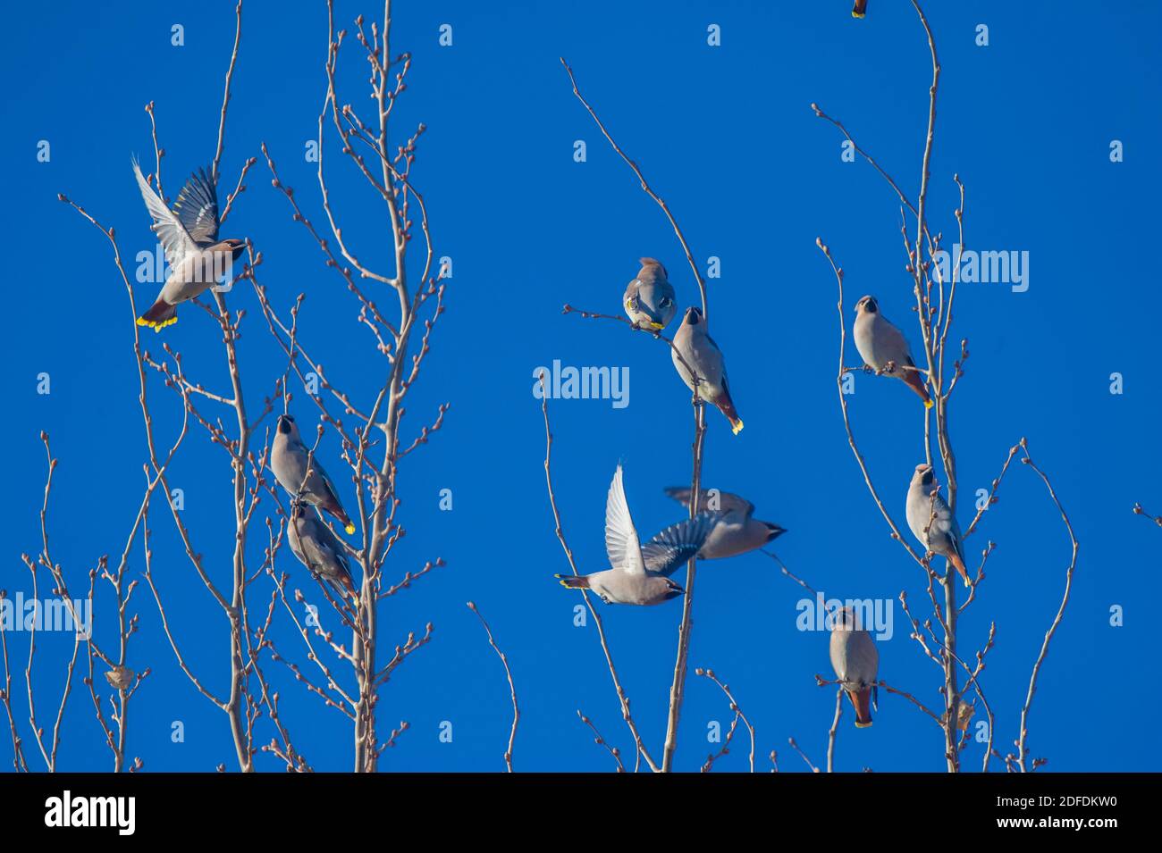 Qiqihar. 20 Nov 2020. Foto scattata il 20 novembre 2020 mostra gli uccelli di waxwing a Qiqihar, provincia di Heilongjiang nella Cina nord-orientale. Credit: Wang Yonggang/Xinhua/Alamy Live News Foto Stock