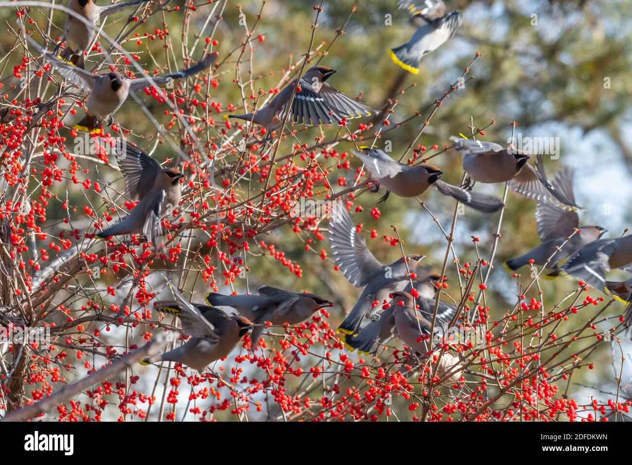 Qiqihar. 3 Nov 2020. Foto scattata il 3 novembre 2020 mostra gli uccelli di waxwing a Qiqihar, provincia di Heilongjiang nella Cina nord-orientale. Credit: Wang Yonggang/Xinhua/Alamy Live News Foto Stock