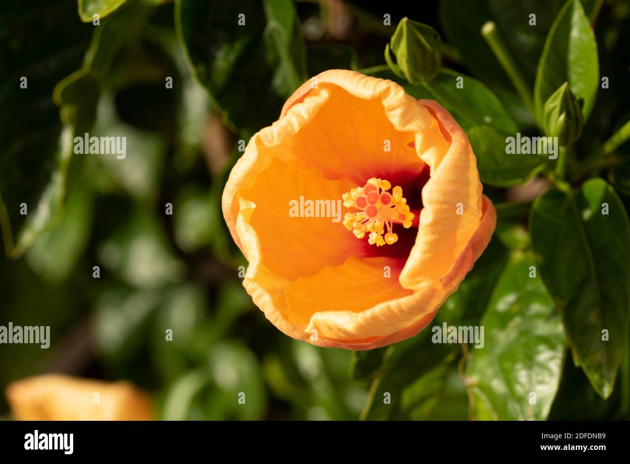 Hibiscus ‘Rosa Sinensis’ fiore in primo piano, ritratto di fiori naturali Foto Stock