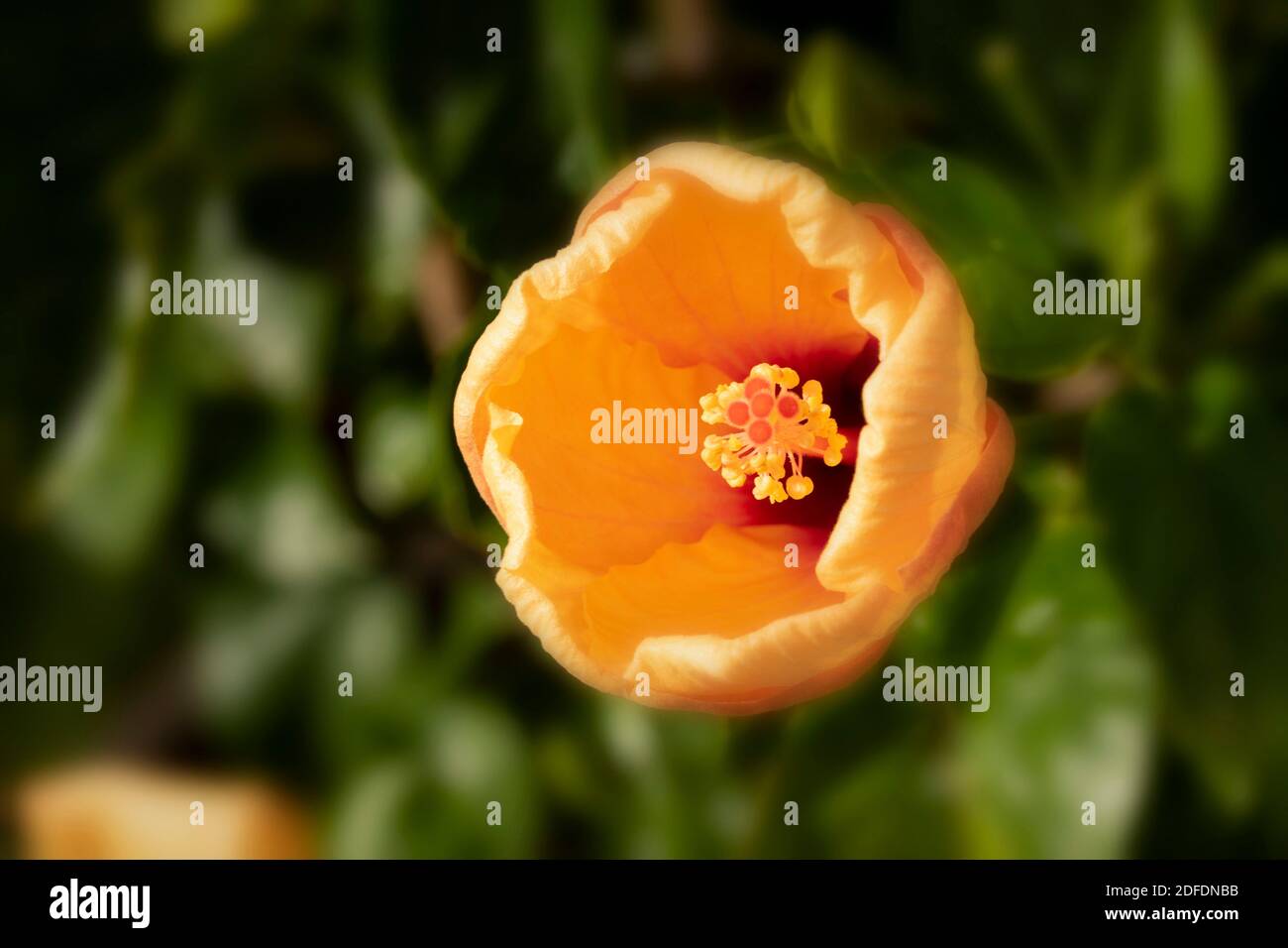 Hibiscus ‘Rosa Sinensis’ fiore in primo piano, ritratto di fiori naturali Foto Stock