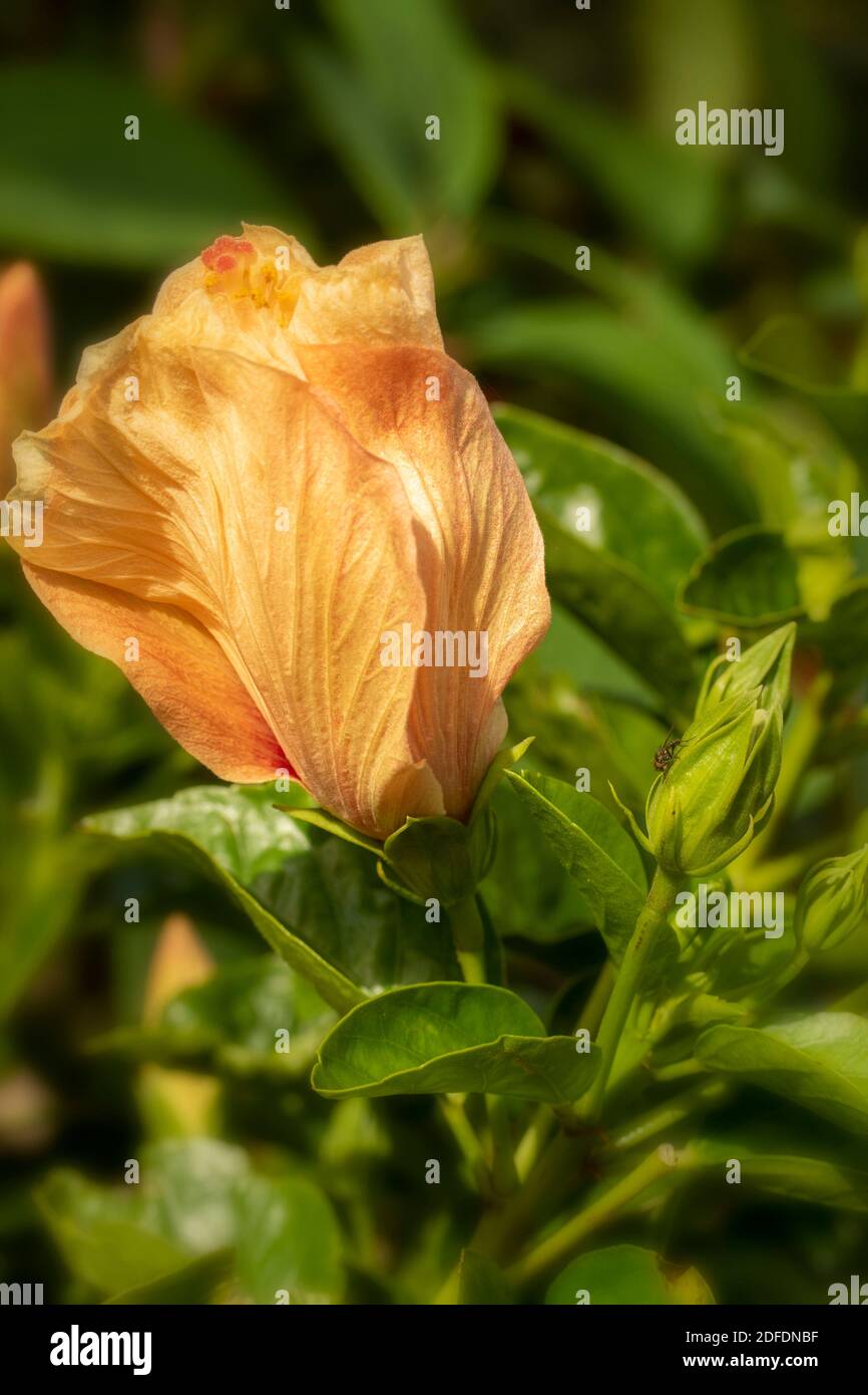 Hibiscus ‘Rosa Sinensis’ fiore in primo piano, ritratto di fiori naturali Foto Stock