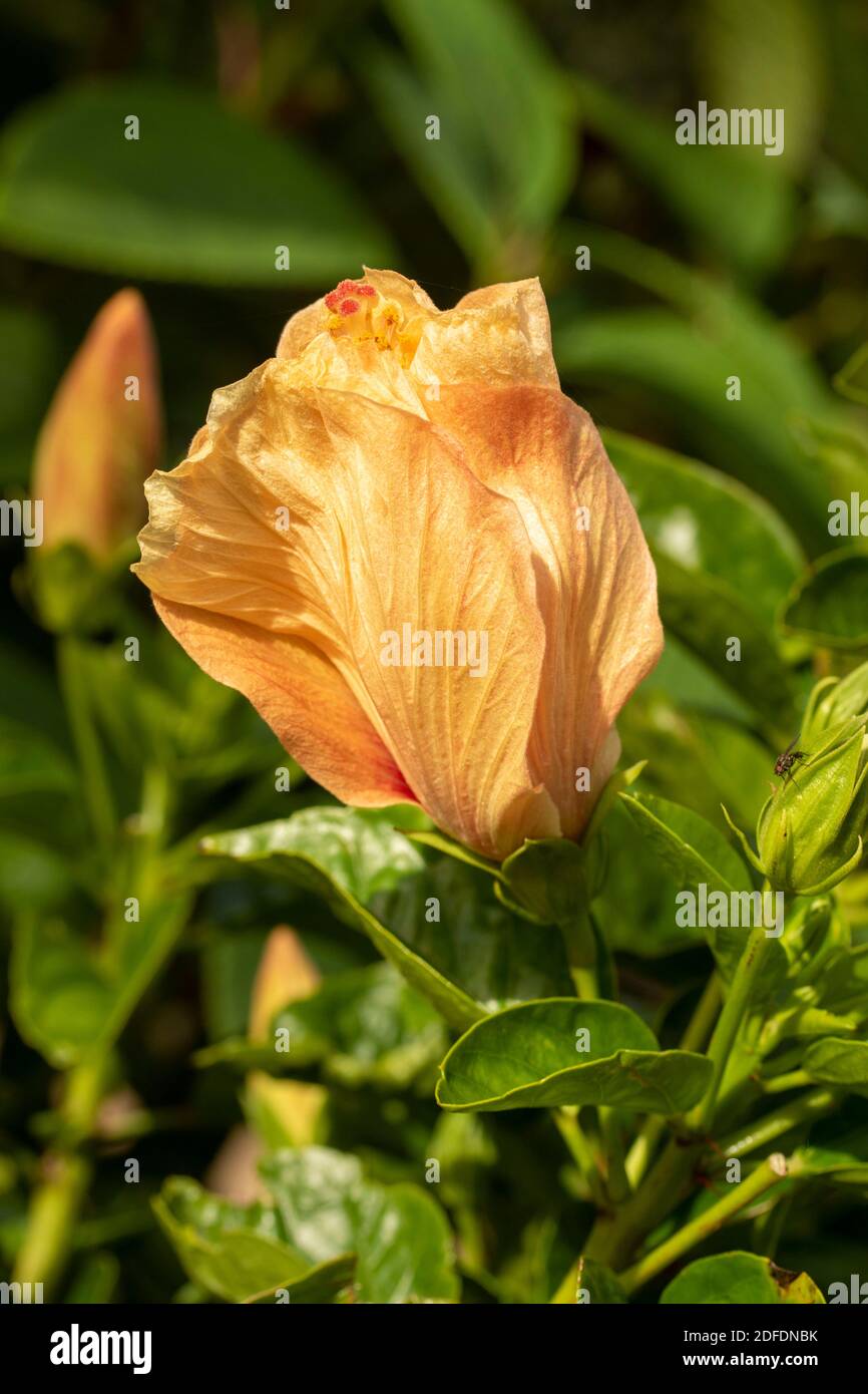 Hibiscus ‘Rosa Sinensis’ fiore in primo piano, ritratto di fiori naturali Foto Stock