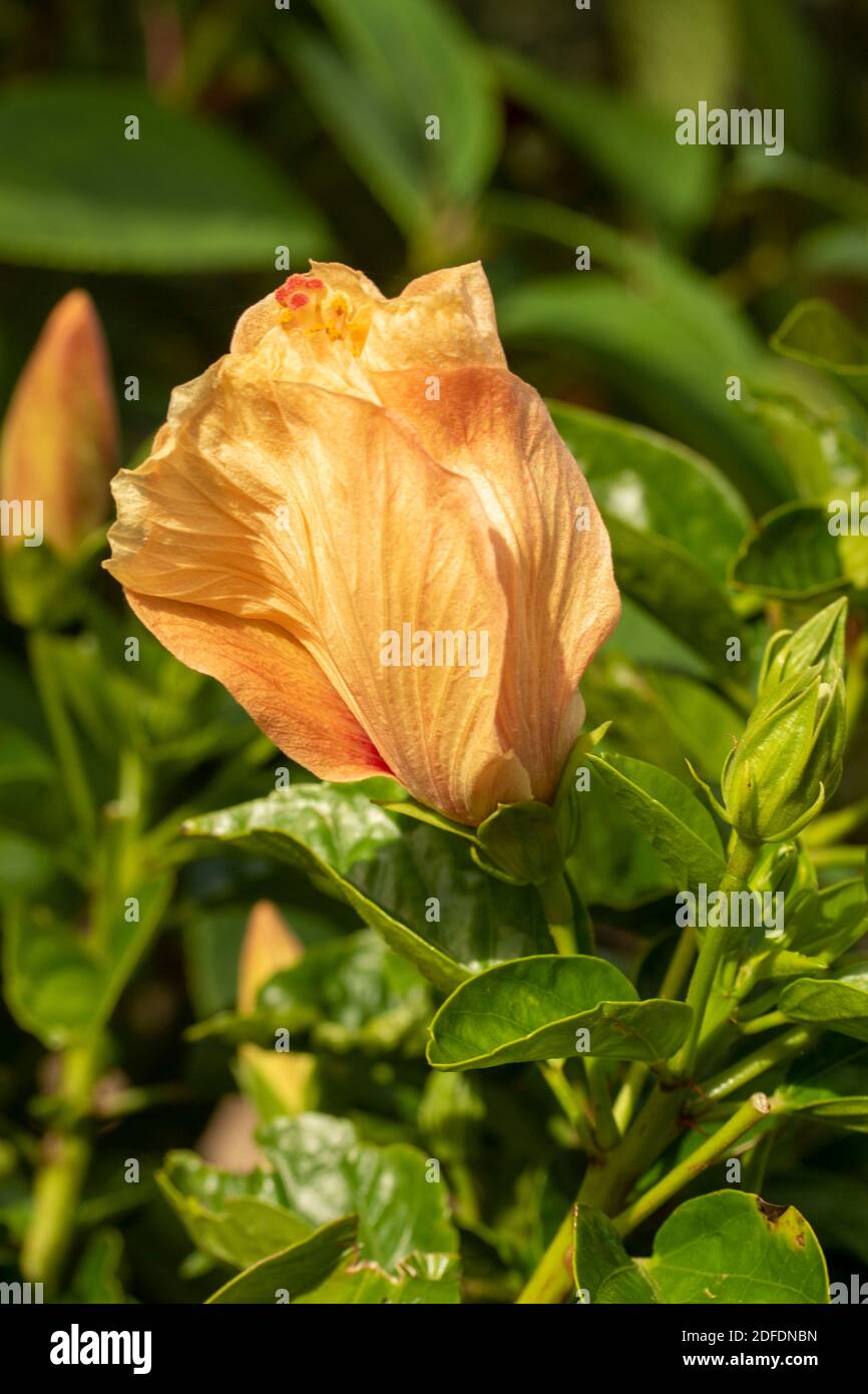 Hibiscus ‘Rosa Sinensis’ fiore in primo piano, ritratto di fiori naturali Foto Stock
