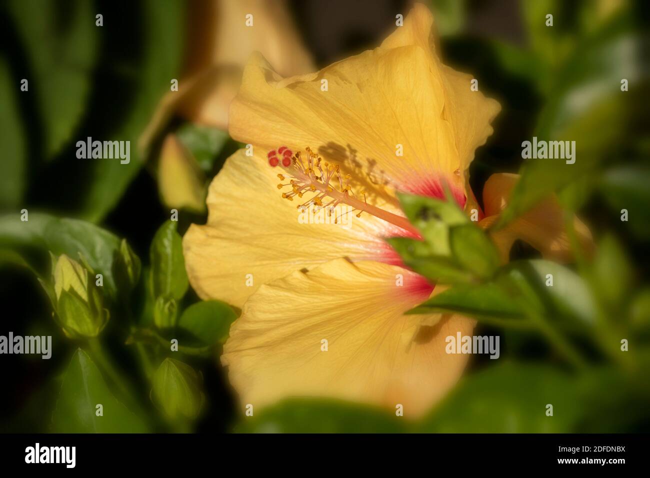 Hibiscus ‘Rosa Sinensis’ fiore in primo piano, ritratto di fiori naturali Foto Stock