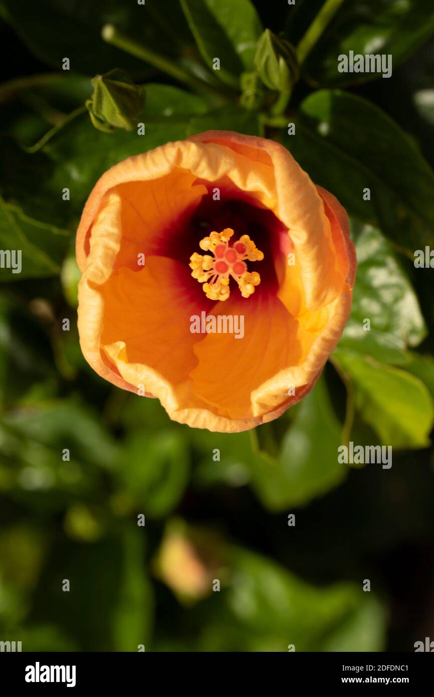 Hibiscus ‘Rosa Sinensis’ fiore in primo piano, ritratto di fiori naturali Foto Stock