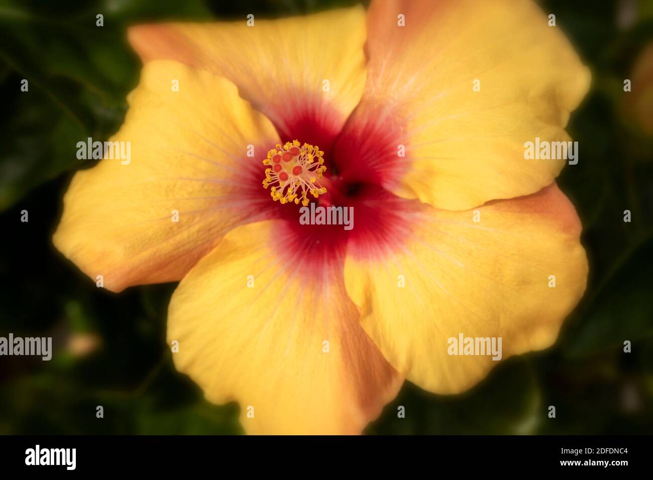 Hibiscus ‘Rosa Sinensis’ fiore in primo piano, ritratto di fiori naturali Foto Stock
