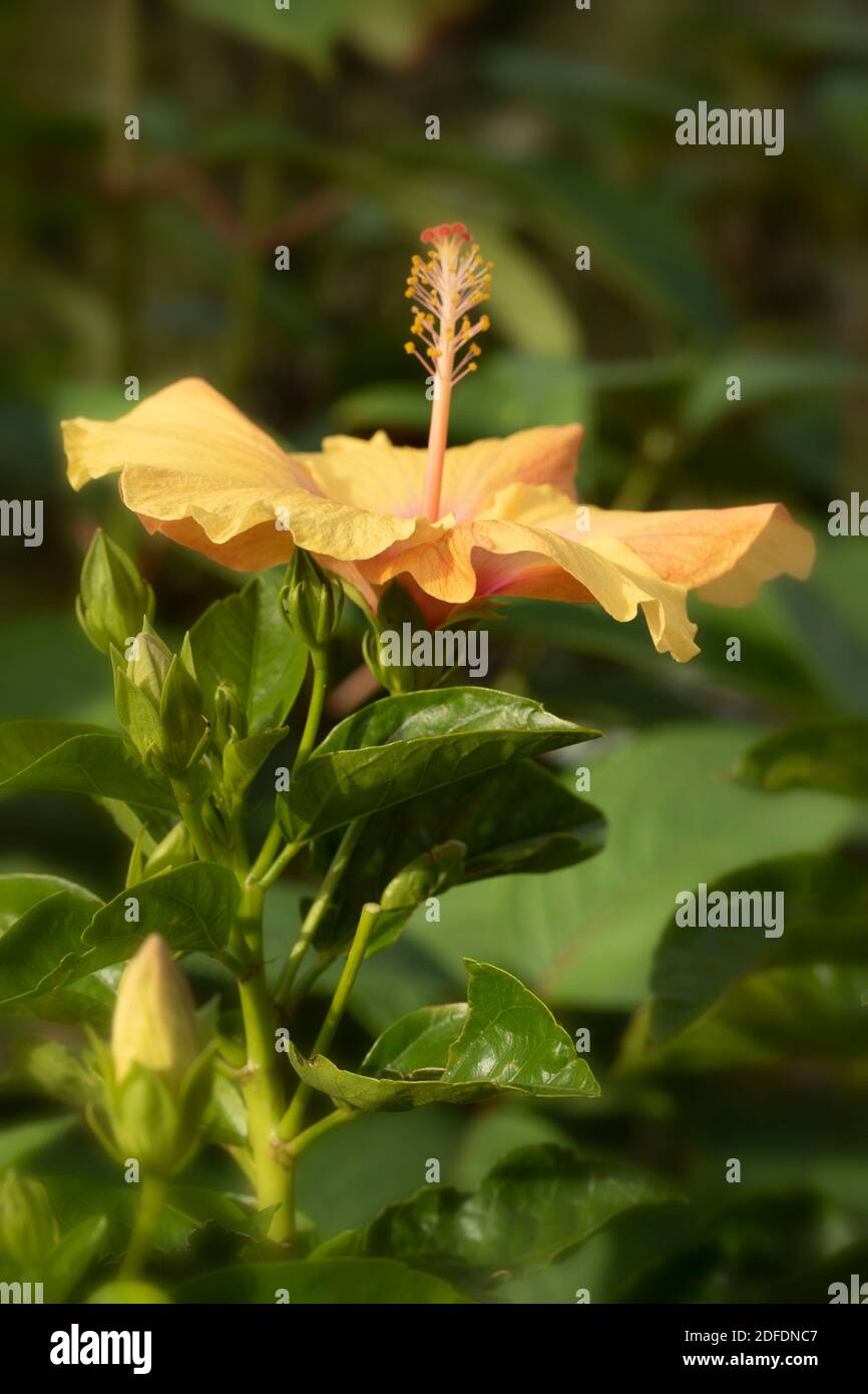 Hibiscus ‘Rosa Sinensis’ fiore in primo piano, ritratto di fiori naturali Foto Stock