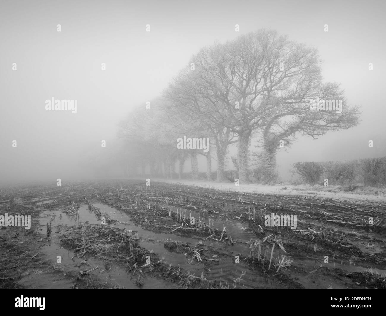 Un'immagine a infrarossi della nebbia autunnale nella campagna del Somerset del Nord, in Inghilterra. Foto Stock