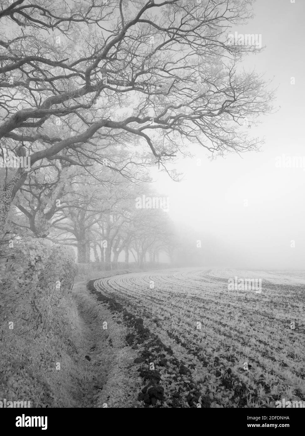Un'immagine a infrarossi della nebbia autunnale nella campagna del Somerset del Nord, in Inghilterra. Foto Stock