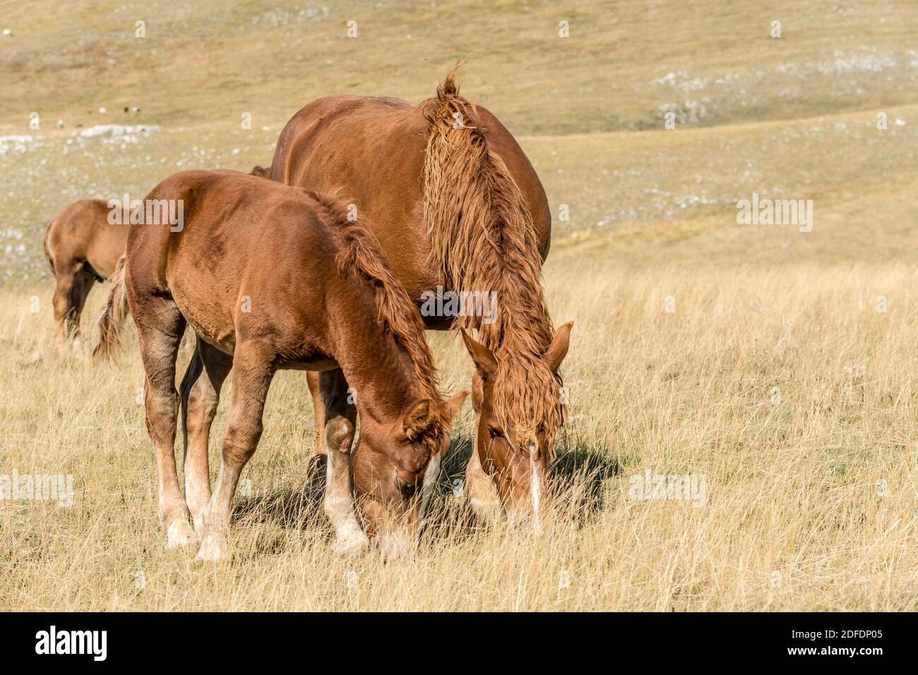 pascolo del mare e del foal su un pendio arido, sparato in luce luminosa vicino al lago di Filletto, l'Aquila, Abruzzo, Italia Foto Stock