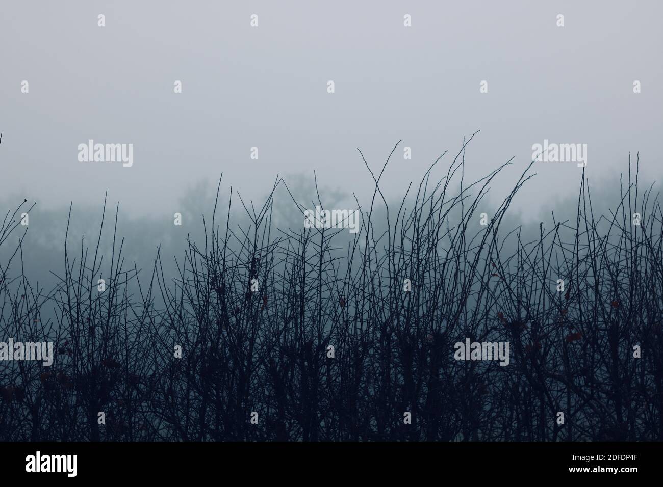 Misty blu grigio chill mattina scena in campagna in inverno Foto Stock