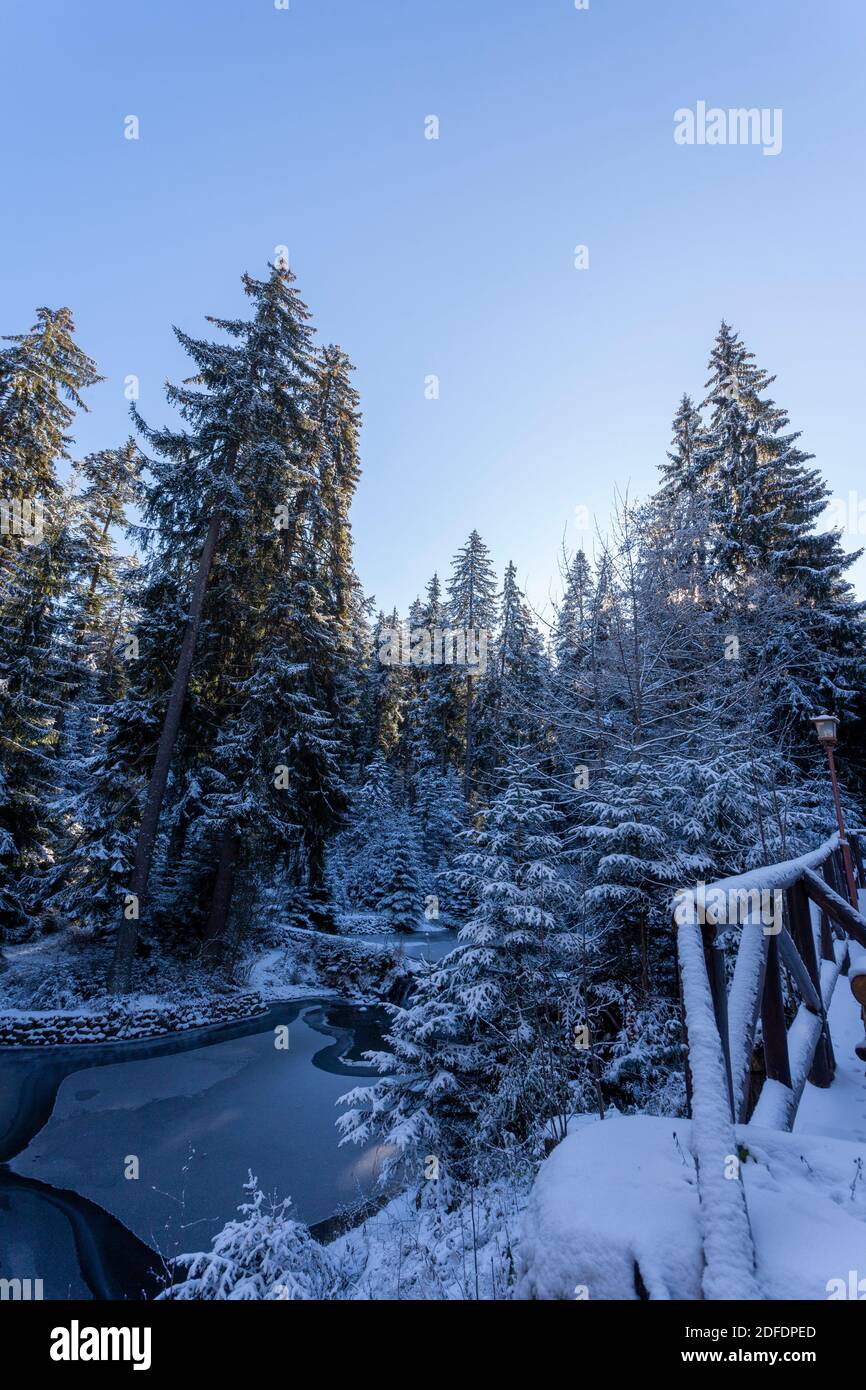 Ago boschetto a Carska Bistrica o Tsarska Bistritsa, o Royal Bistritsa, vecchio parco vicino Borovets resort, una vista di alberi innevati, Rila montagna Foto Stock