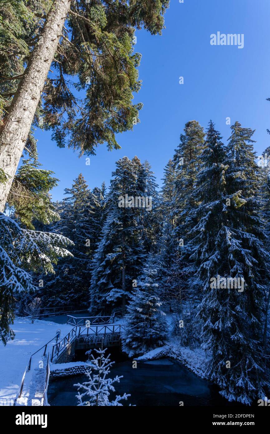 Ago boschetto a Carska Bistrica o Tsarska Bistritsa, o Royal Bistritsa, vecchio parco vicino Borovets resort, una vista di alberi innevati, Rila montagna Foto Stock