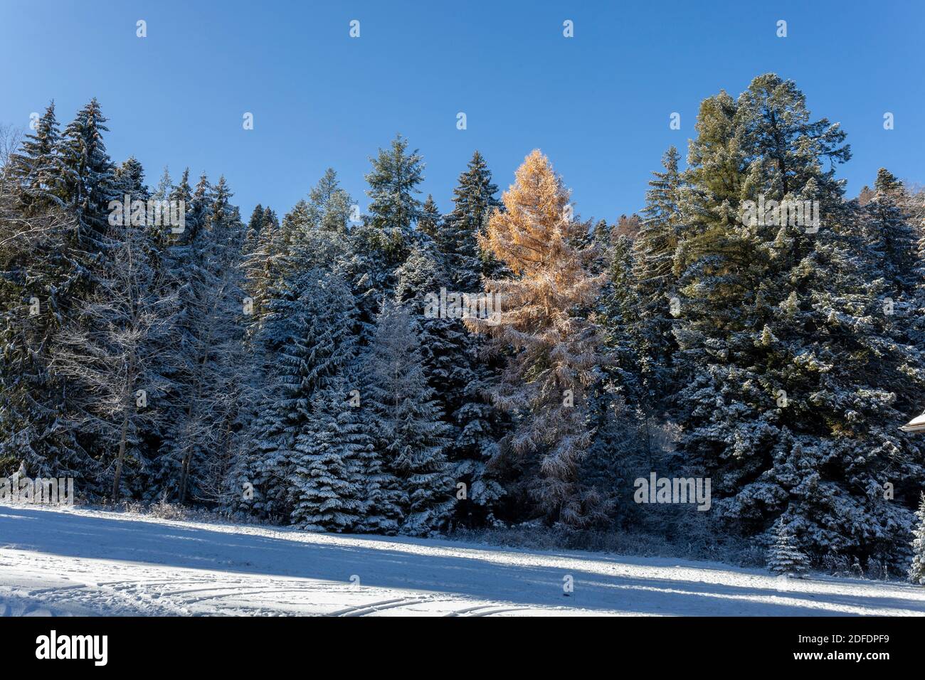 Ago boschetto a Carska Bistrica o Tsarska Bistritsa, o Royal Bistritsa, vecchio parco vicino Borovets resort, una vista di alberi innevati, Rila montagna Foto Stock