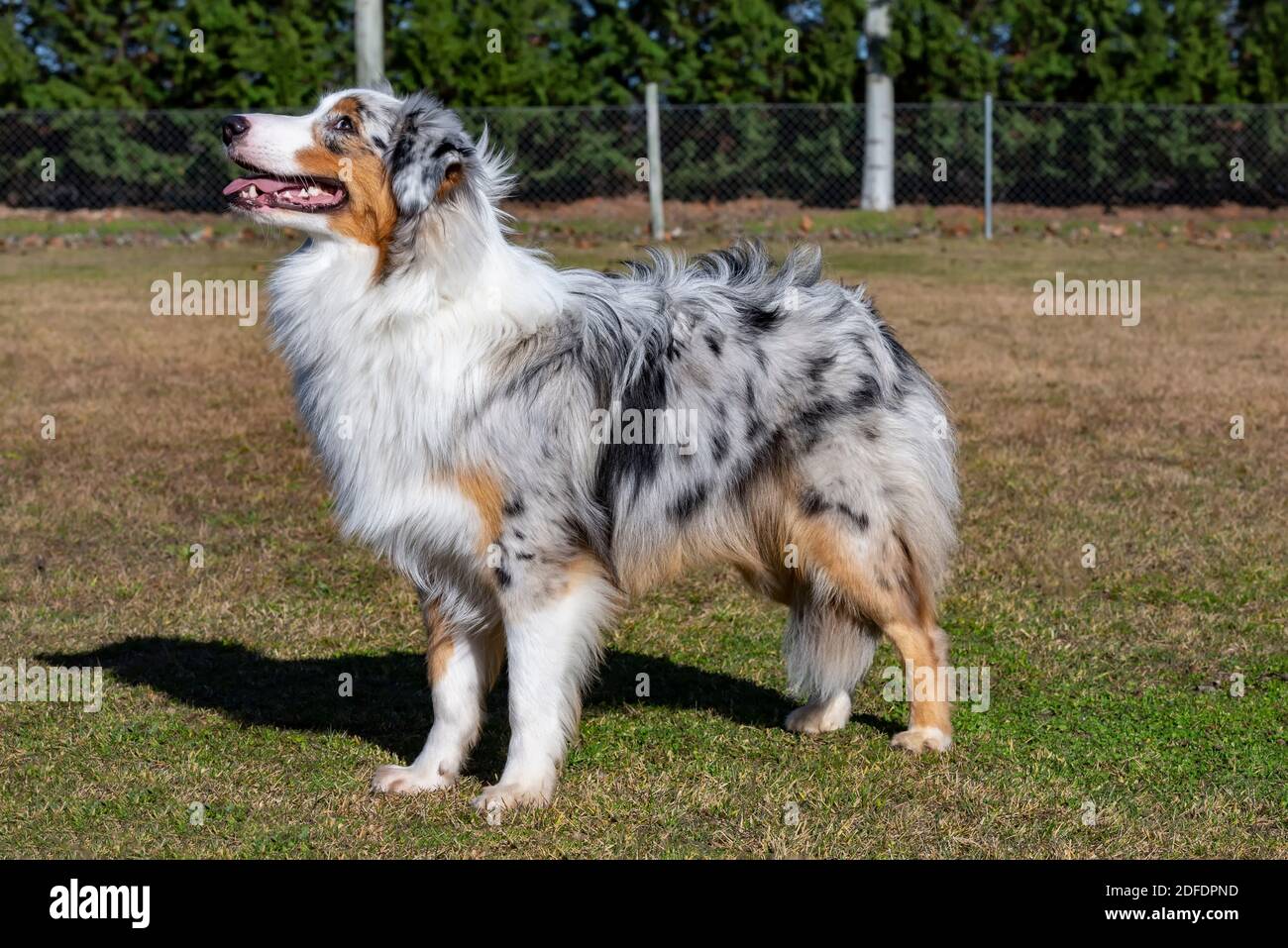 giovane pastore australiano blu merle Foto Stock
