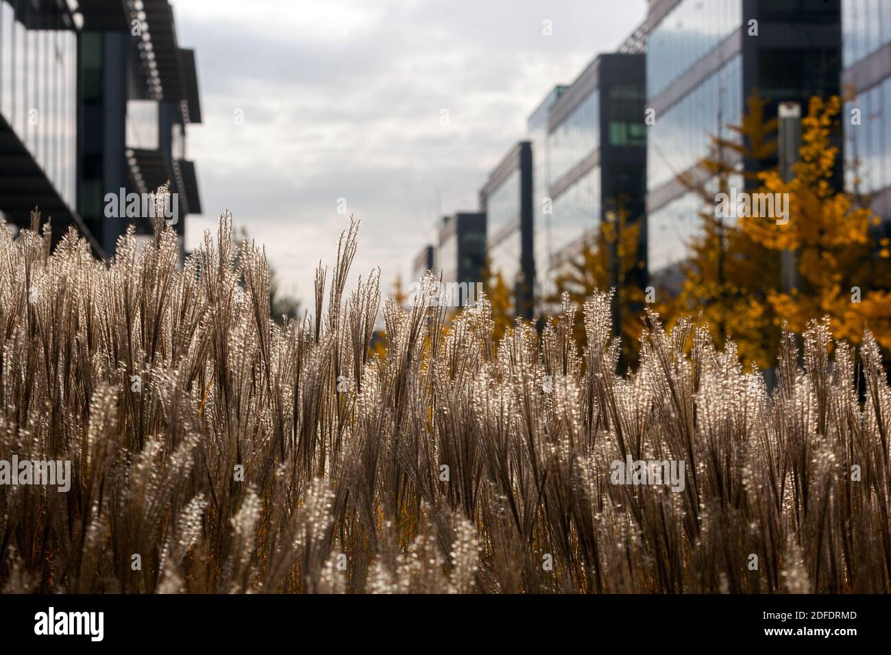 L'erba autunnale del Miscanthus allo sviluppo urbano moderno Foto Stock