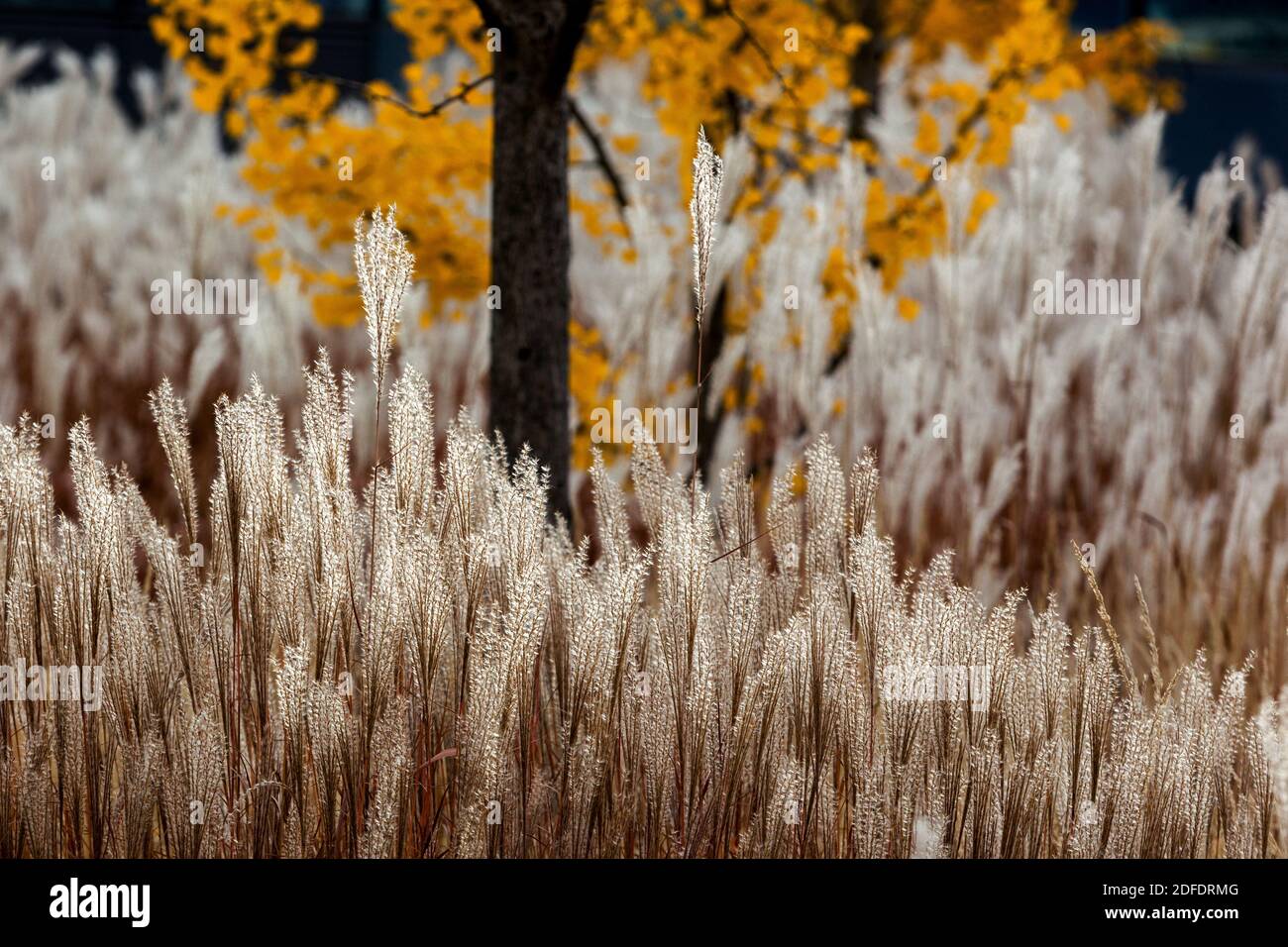 Miscanthus panicles Ginkgo biloba in autunno Foto Stock
