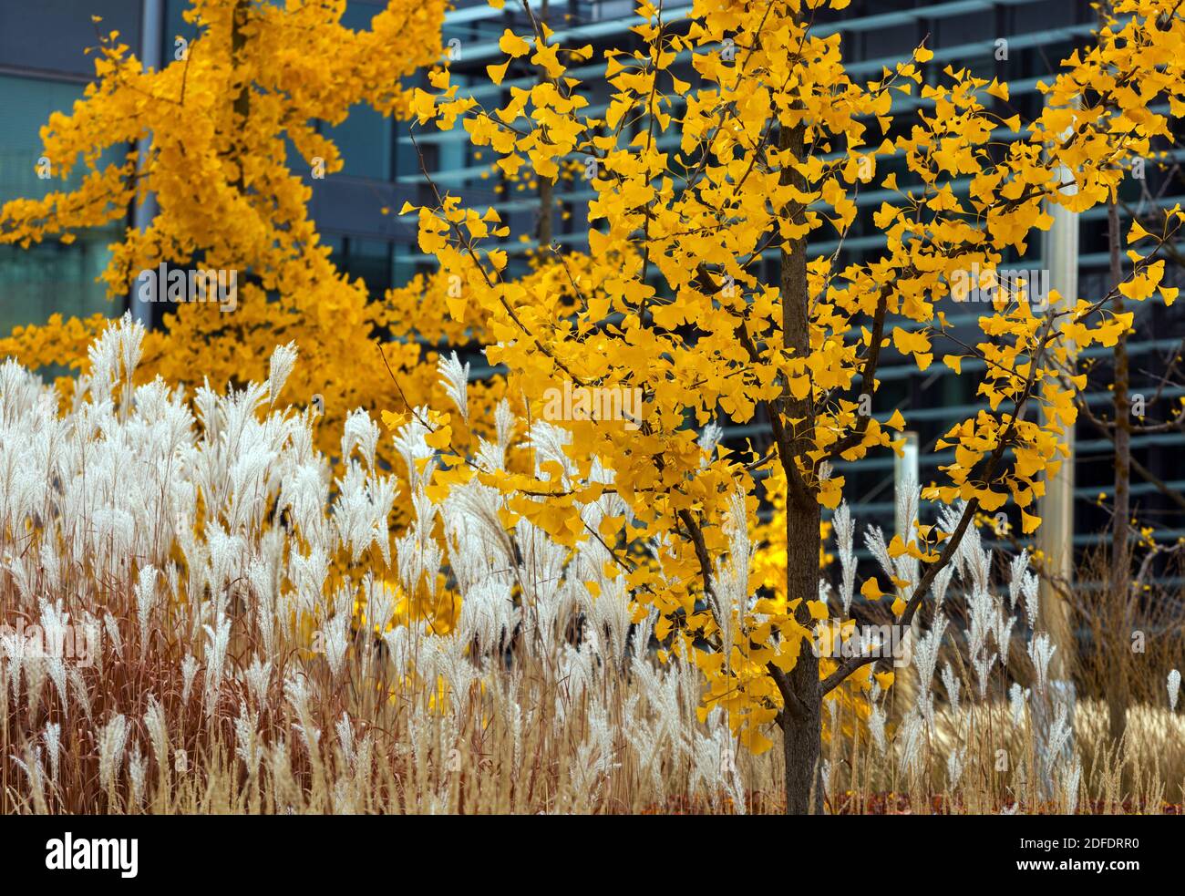 Miscanthus giallo Ginkgo biloba in erba d'autunno a scene urbane moderne, contrasto colorato Foto Stock