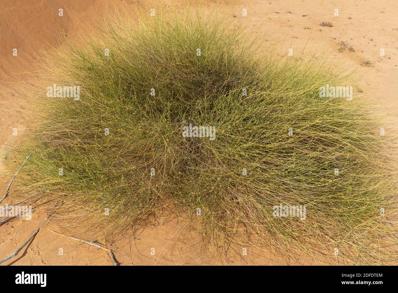 Verdi piante di erba del deserto resiliente con piccoli fiori gialli negli Emirati Arabi Uniti. Foto Stock