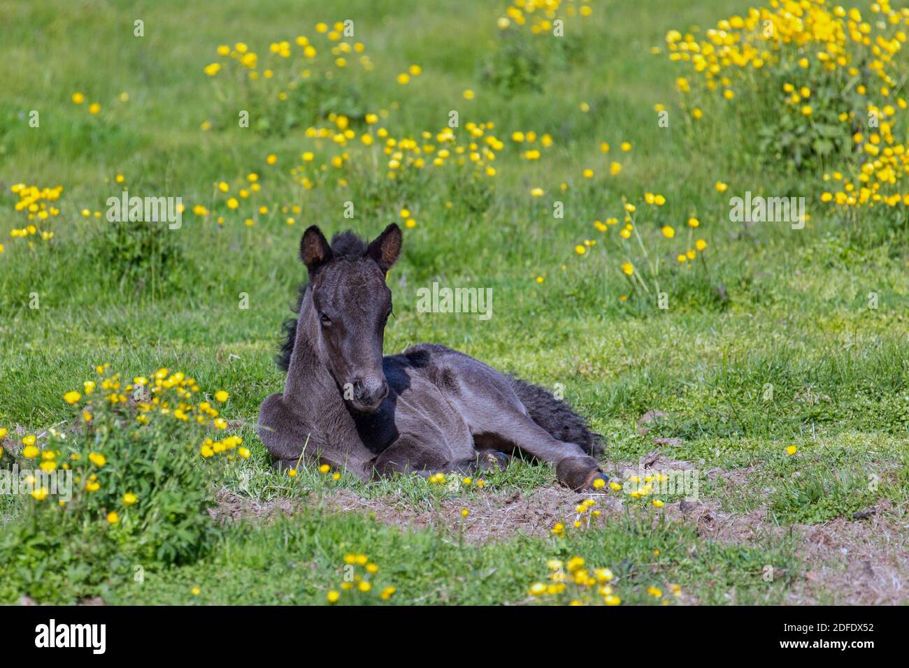 Cavallo islandese (Equus ferus caballus / Equus Scandinavicus), riposo fale in prato d'estate, Islanda Foto Stock