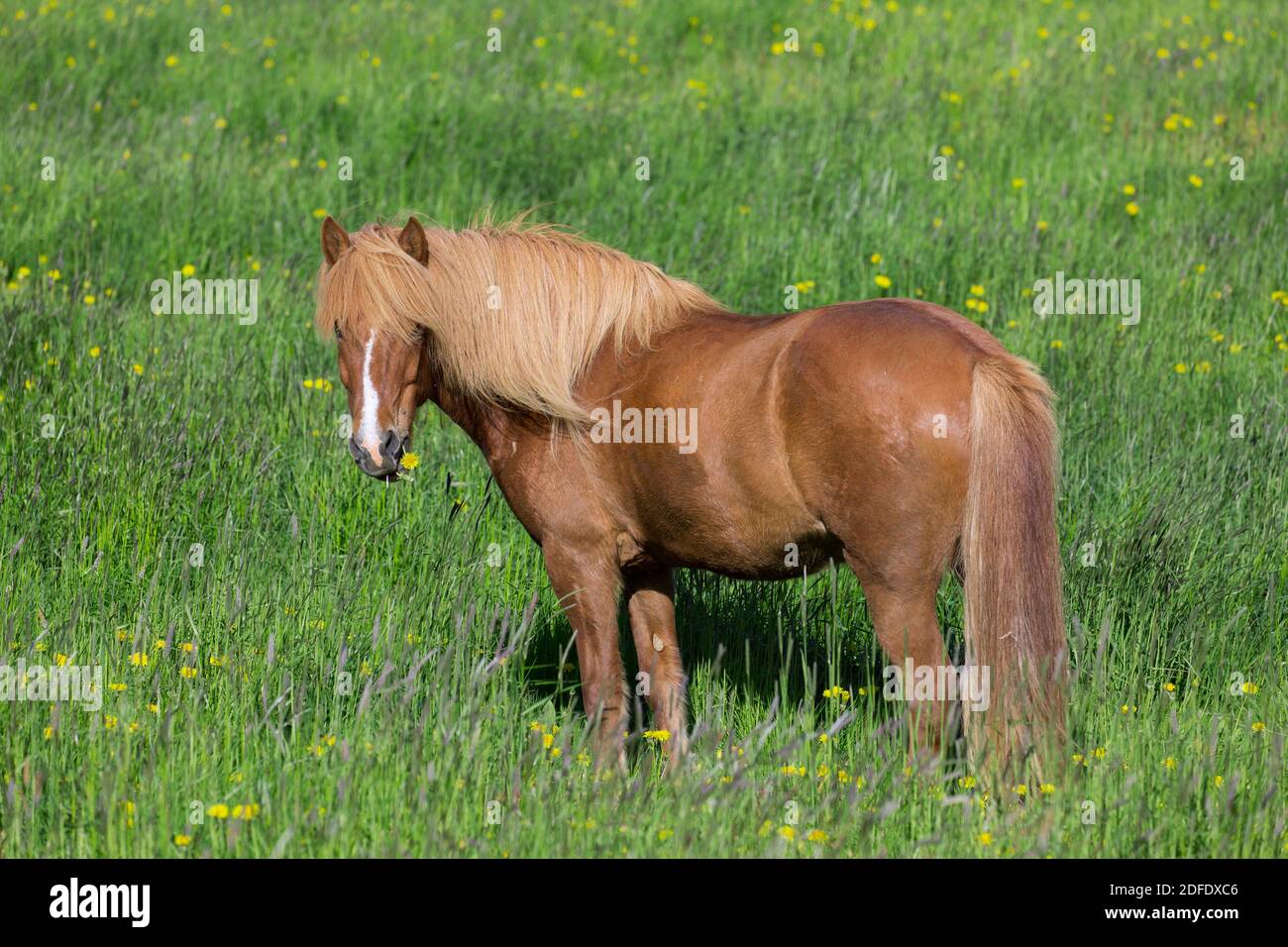 Cavallo islandese marrone (Equus ferus caballus / Equus Scandinavicus) mangiare fiori in prato in estate, Islanda Foto Stock