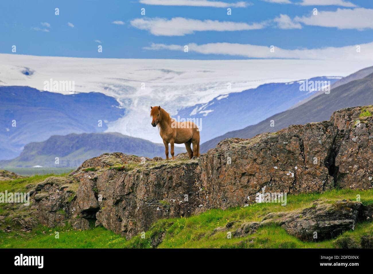 Cavallo islandese marrone (Equus ferus caballus / Equus Scandinavicus) sulla roccia in estate, Islanda Foto Stock