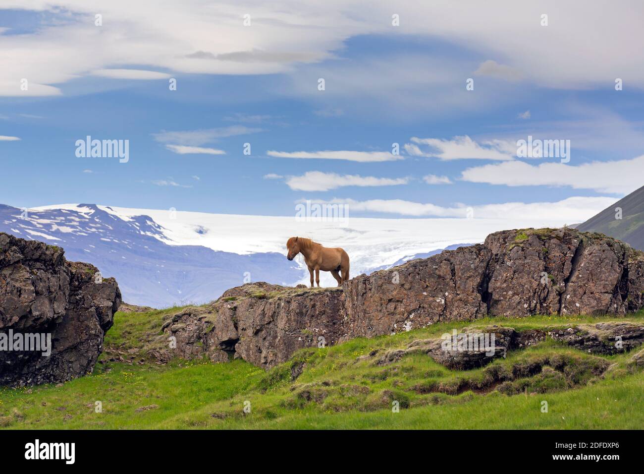Cavallo islandese marrone (Equus ferus caballus / Equus Scandinavicus) sulla roccia in estate, Islanda Foto Stock