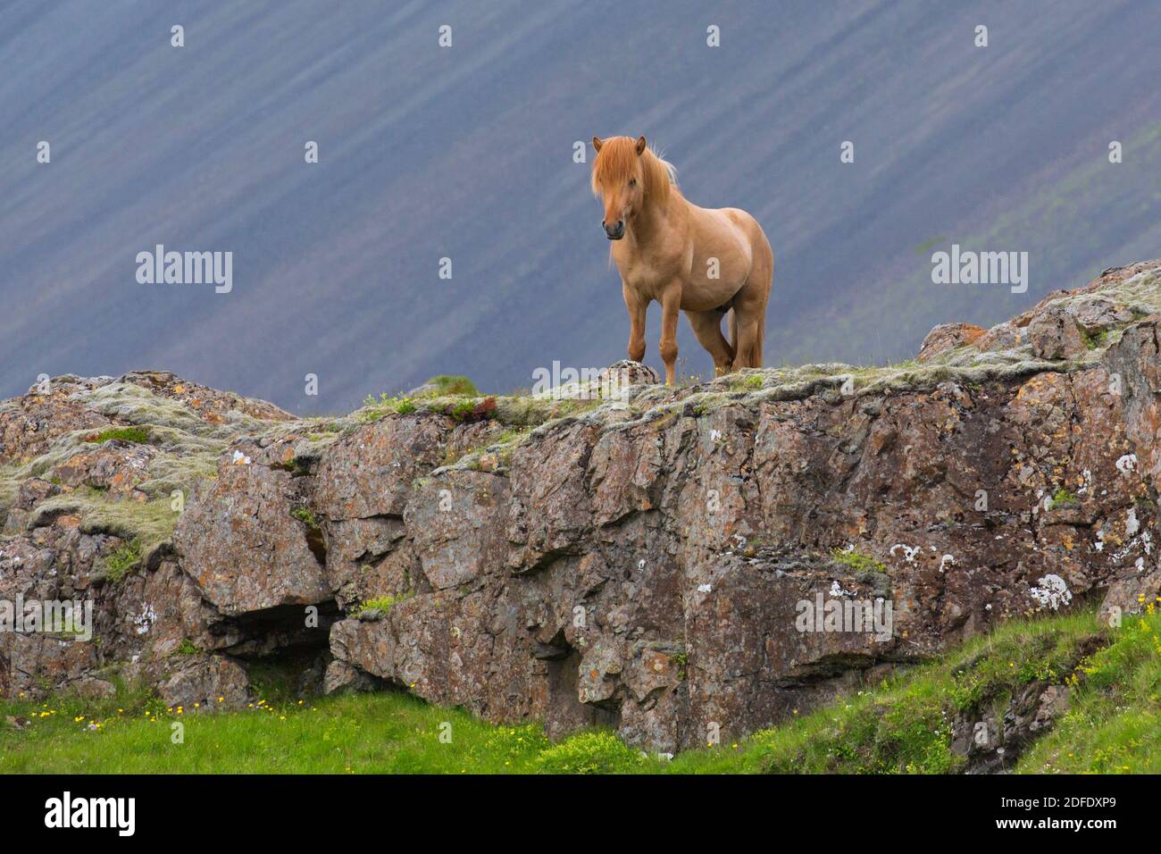 Cavallo islandese marrone (Equus ferus caballus / Equus Scandinavicus) sulla roccia in estate, Islanda Foto Stock