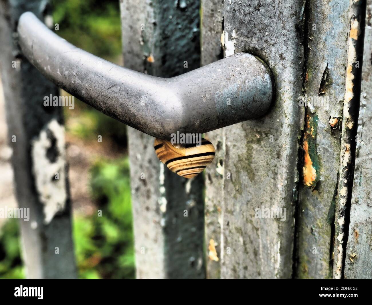 Lumaca a righe appesa su un vecchio manico di cancello di una recinzione da giardino in Ungheria in tono drammatico Foto Stock