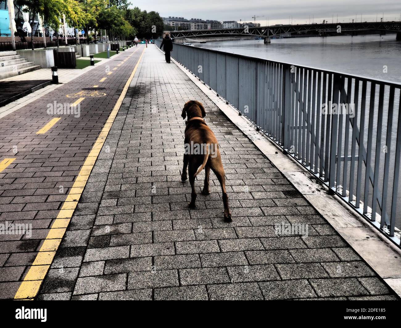 Cane che cammina sulla riva del Danubio in tono drammatico a Budapest, Ungheria in autunno Foto Stock