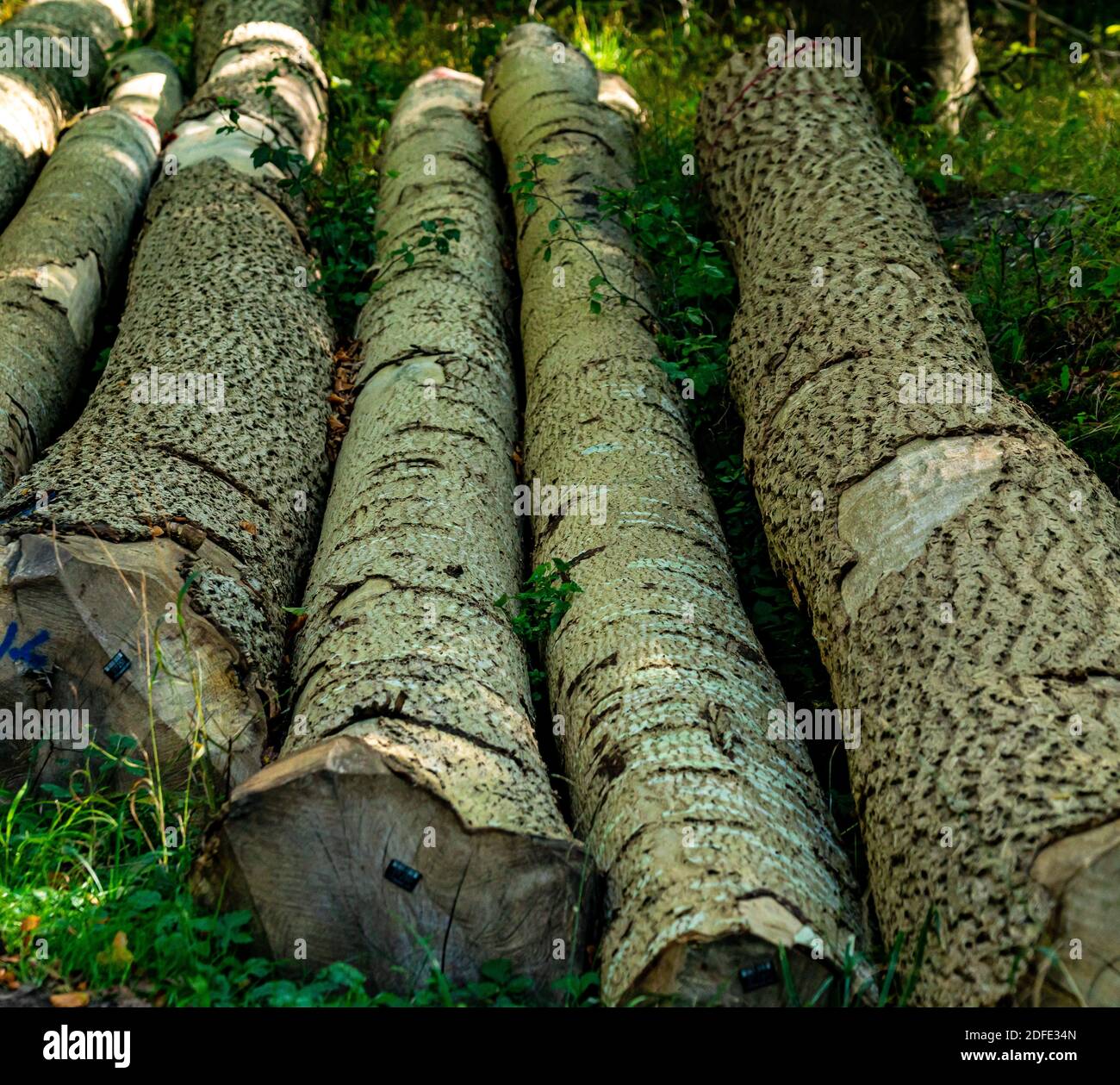 Tronchi appena tagliati nella foresta in attesa di ulteriore lavorazione. . Foto di alta qualità Foto Stock