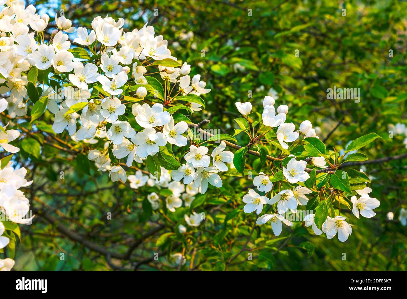 True color bianco perla fioritura melo. Bellissimi fiori di primavera Foto Stock