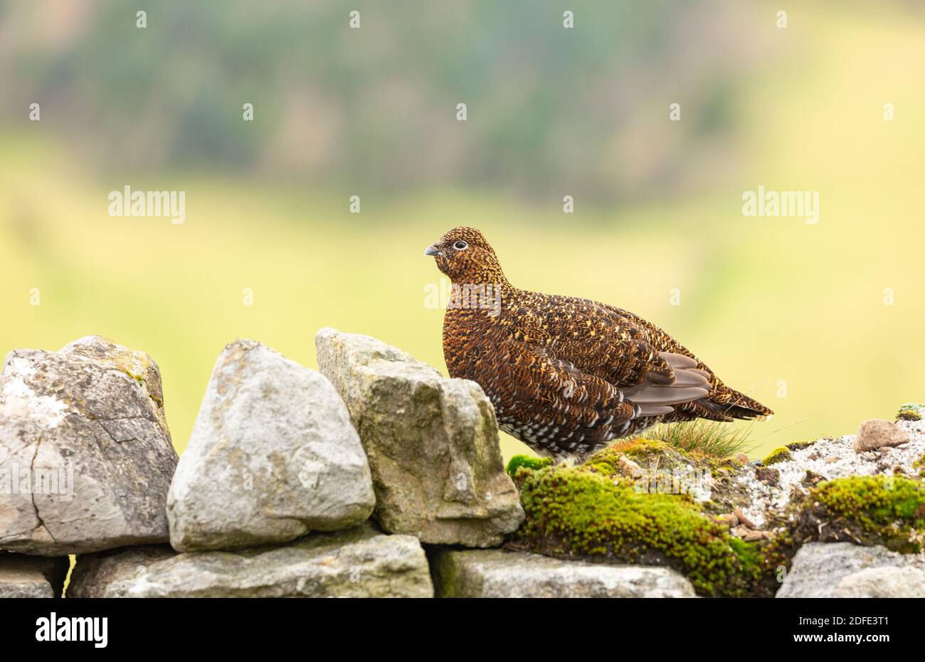 Red Grouse (nome scientifico: Lagopus Lagopus) Red Grouse gallina, seduta su un muro di pietra a secco, rivolto a sinistra. Sfondo pulito. Orizzontale. Spazio per la copia. Foto Stock