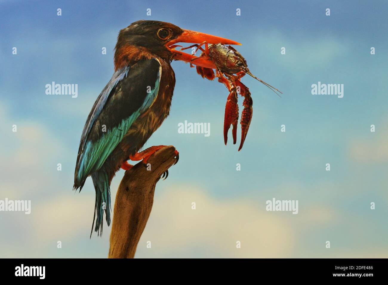 Un Martin pescatore Javan (Halcyon cyanoventris) sta predicando su una piccola aragosta in legno secco. Foto Stock