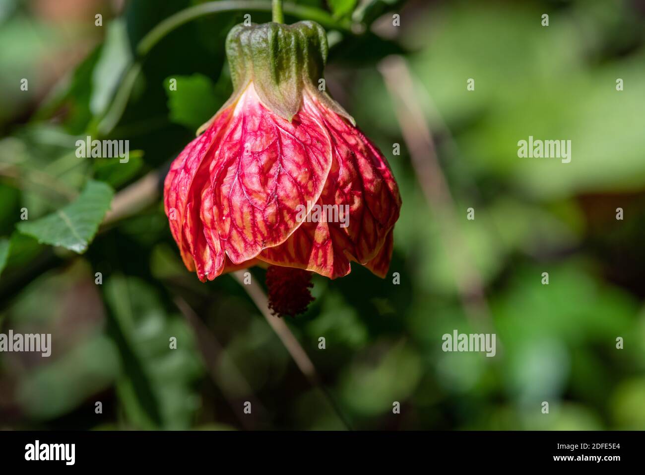 Primo piano di una lanterna cinese (abutilon pictum) fiore in fiore Foto Stock