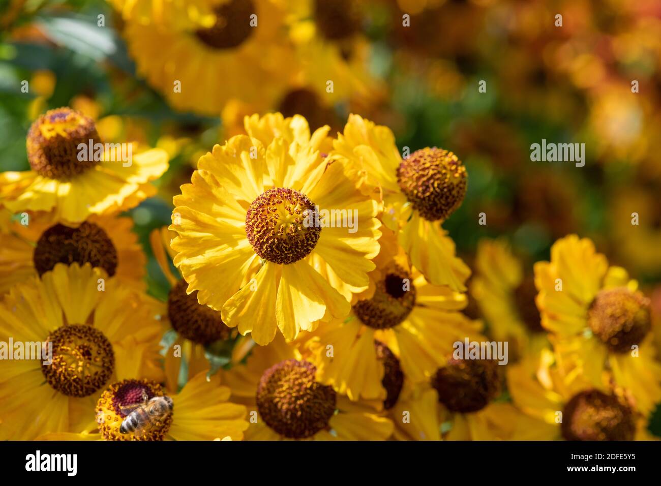 Primo piano dei fiori comuni di sneezeweed (helenium autumnale) in fiore Foto Stock