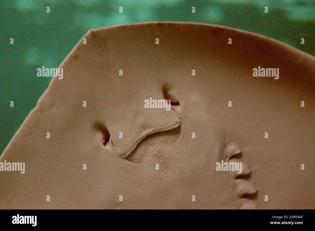 Nell'acquario si trova un raggio di manta grigio Foto Stock