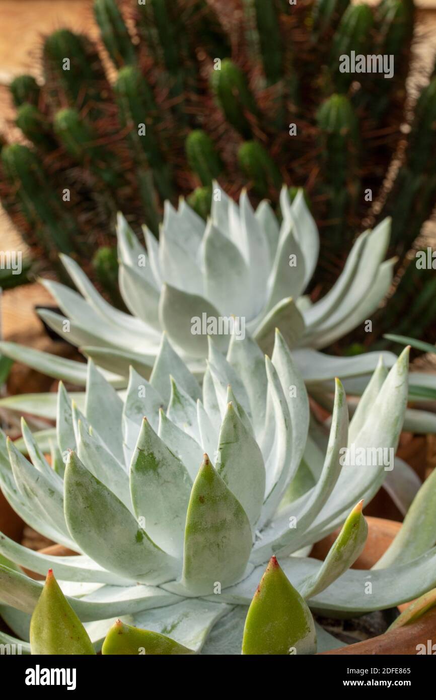 Dudleya Farinosa in primo piano mostrando le foglie succulente, modelli in natura Foto Stock