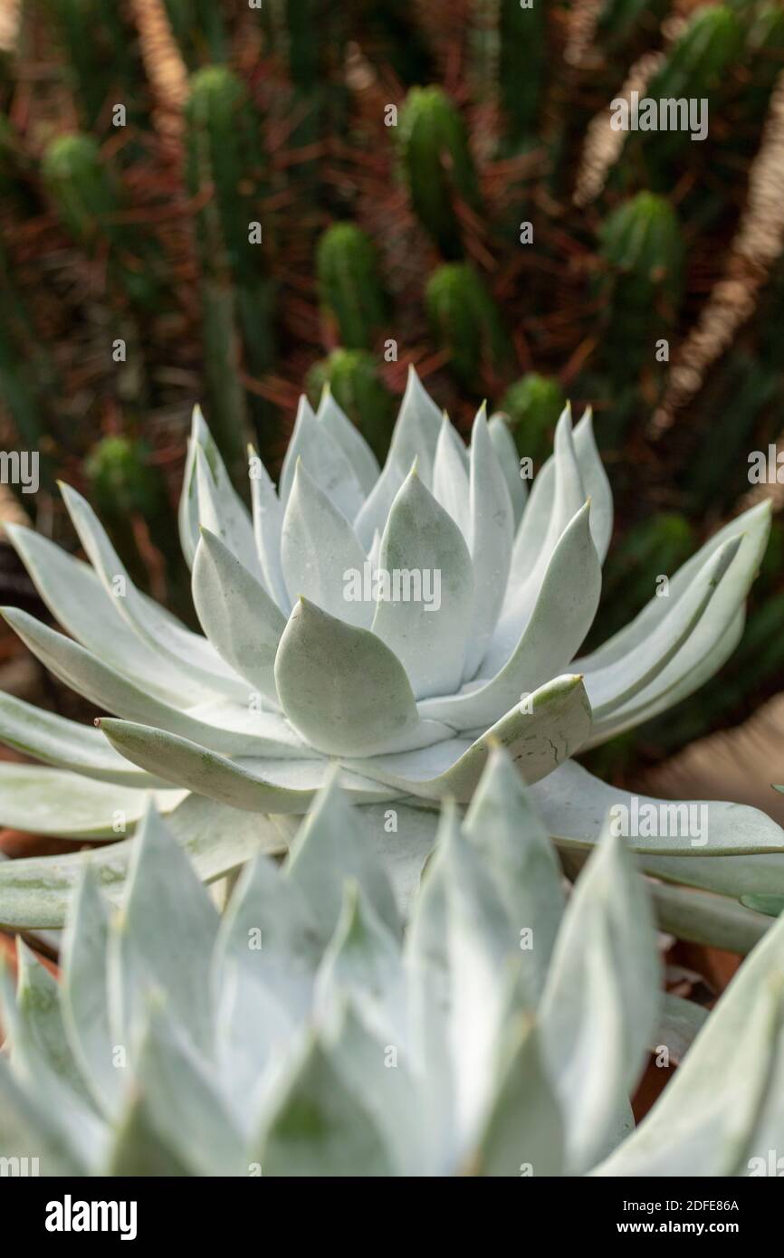 Dudleya Farinosa in primo piano mostrando le foglie succulente, modelli in natura Foto Stock