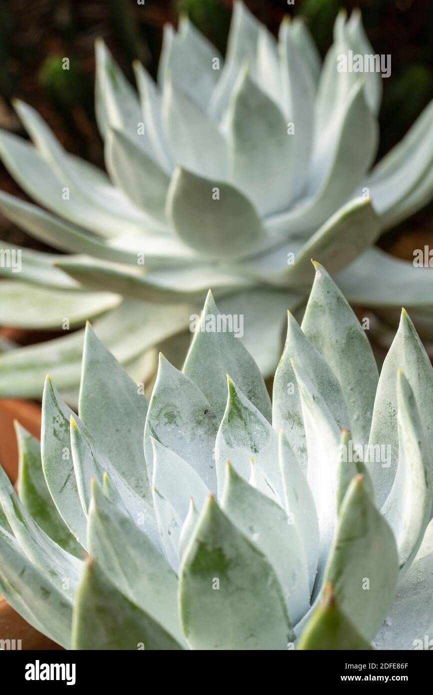 Dudleya Farinosa in primo piano mostrando le foglie succulente, modelli in natura Foto Stock